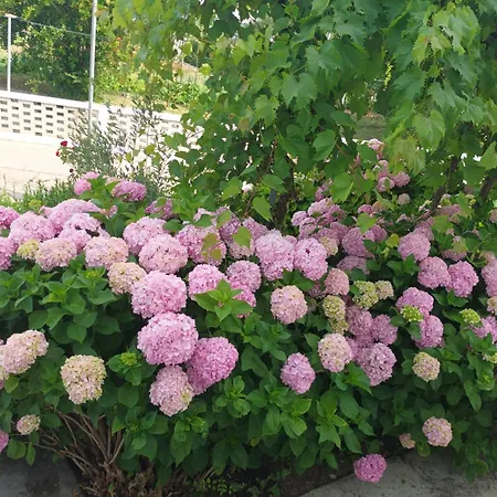 아파트 Blazenka *